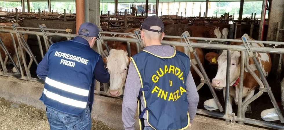 Troppo mangime e di scarsa qualità, così producevano formaggio Dop contraffatto: l’indagine della guardia di finanza